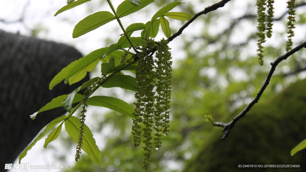 清明
