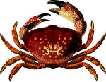 crab 螃蟹