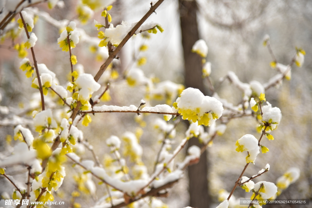 冰雪黃花