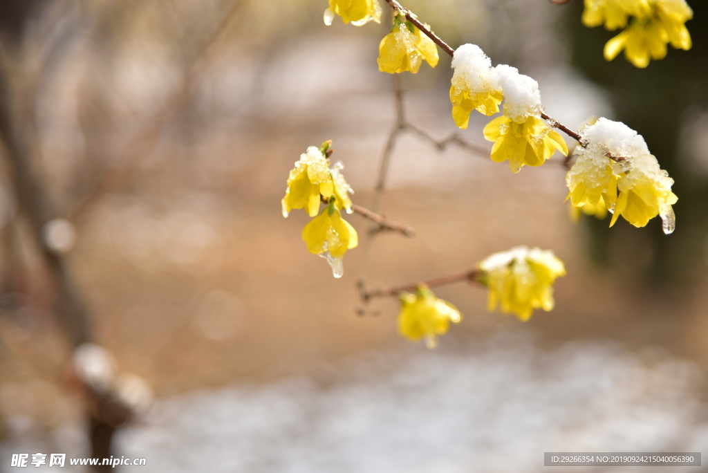 冰雪黃花3