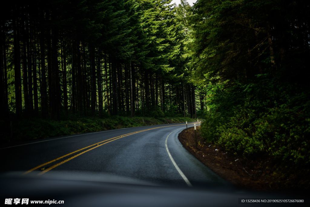 森林公路風景樹木