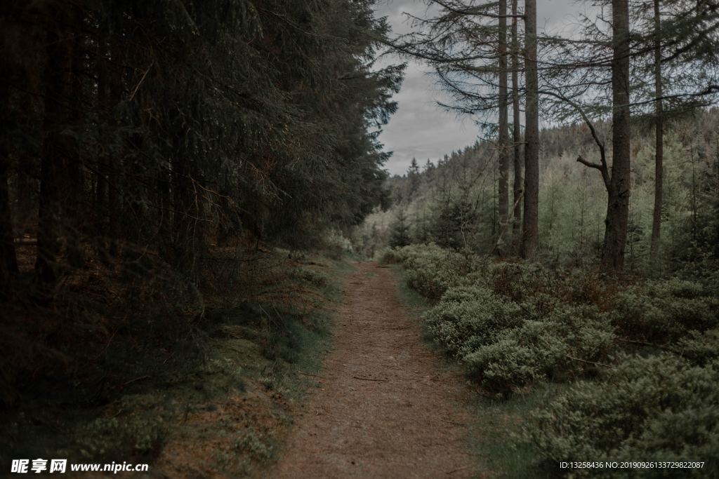 高山森林小路山谷風景