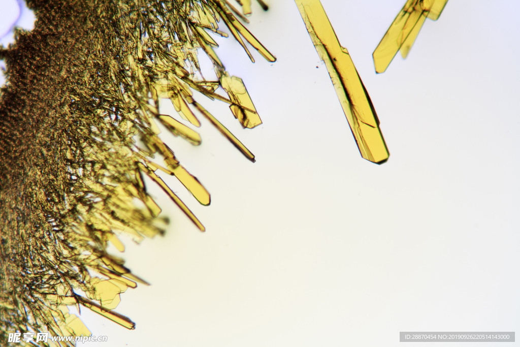 显微镜观察在溶液中形成的晶体
