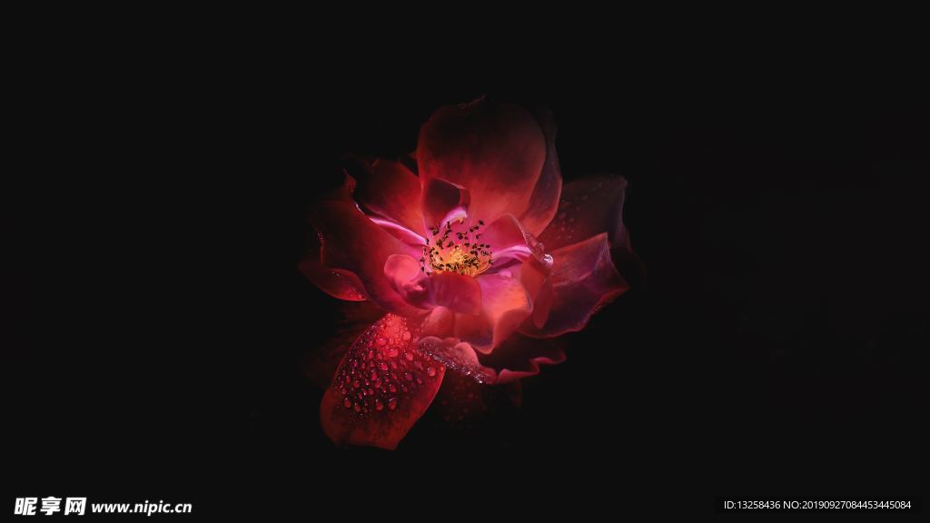 紅色花朵背景