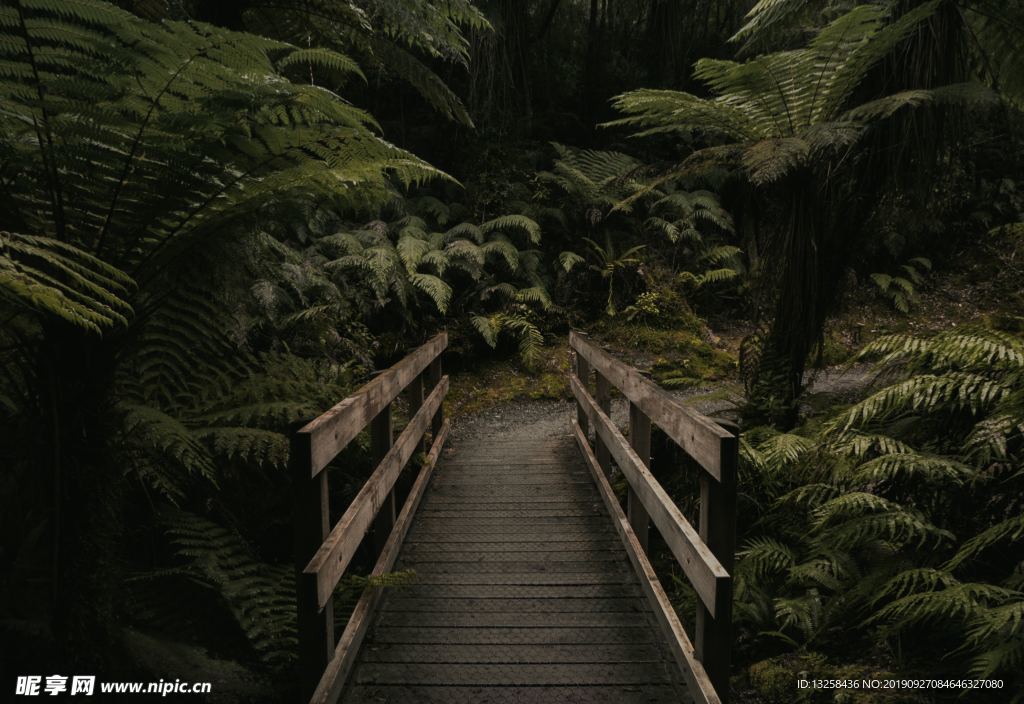 森林樹木植物木橋風景