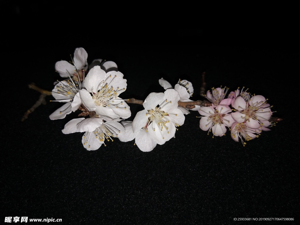 桃花  梨花