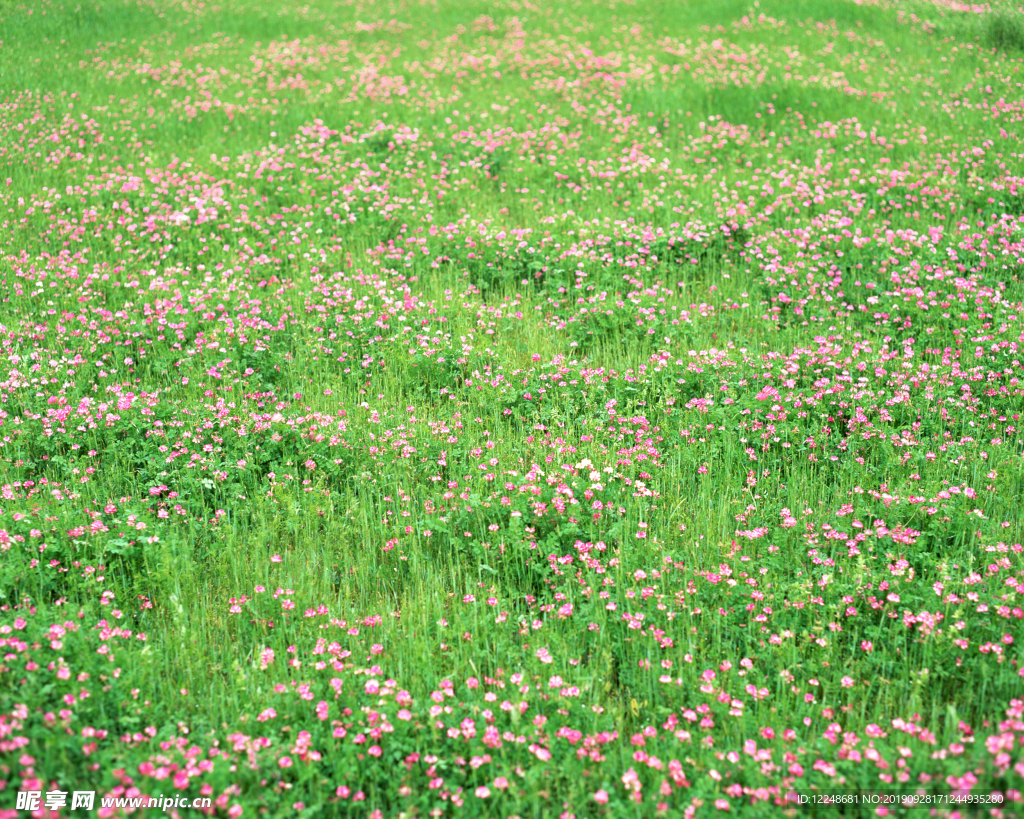 野花草地