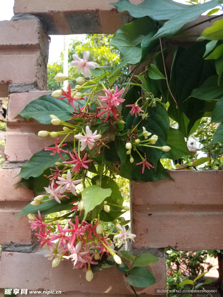 爬壁花
