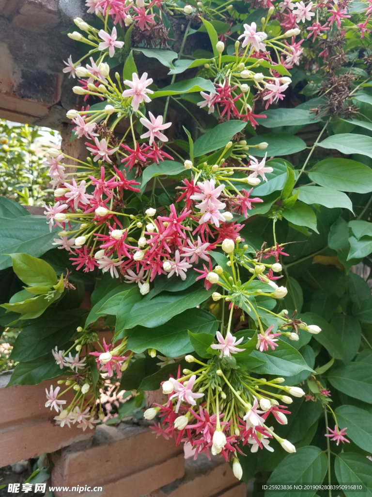爬壁花