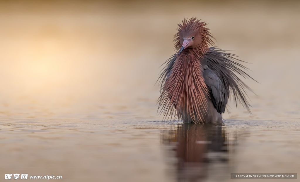 野生鳥類