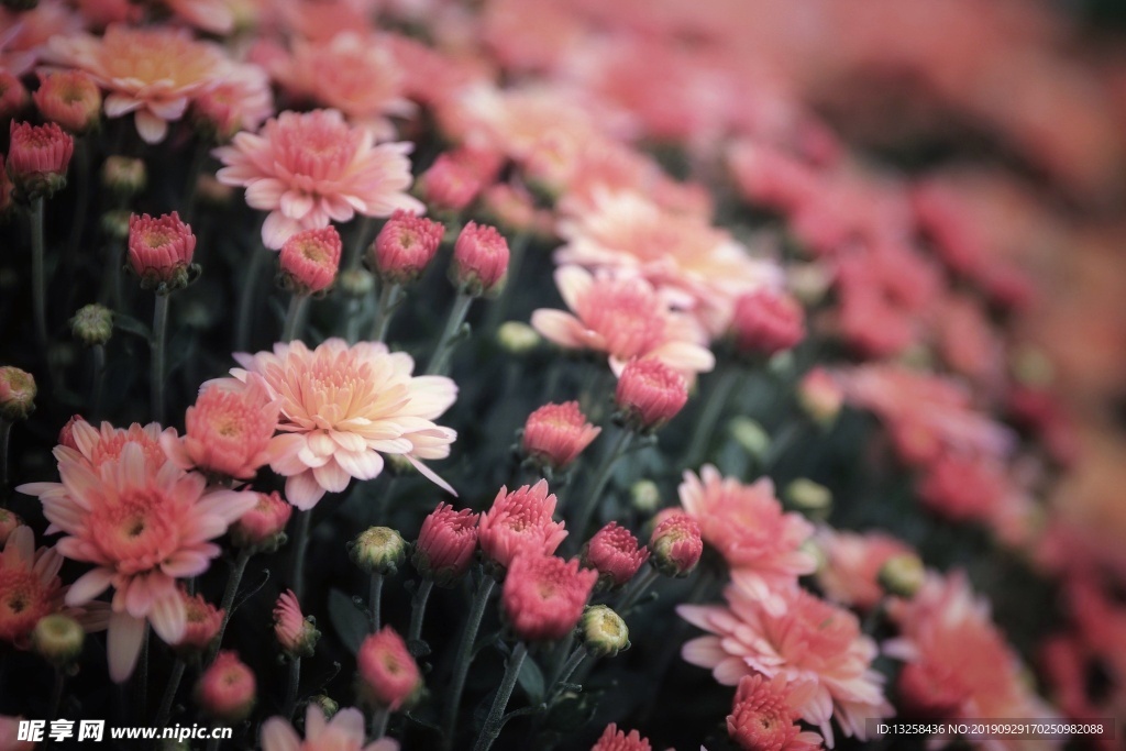 粉紅花朵