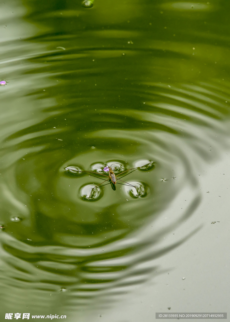 水黽