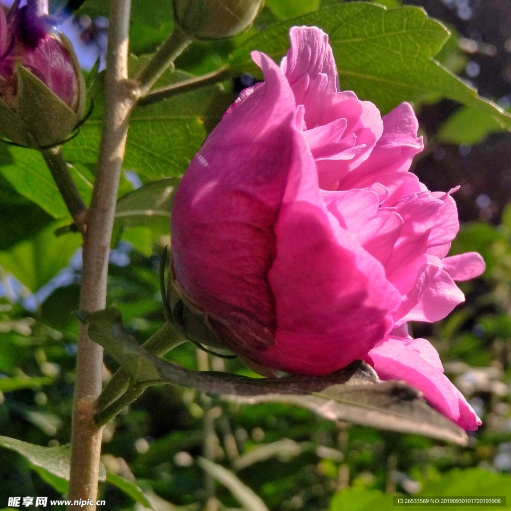 木槿 木棉 荆条 朝开暮落花