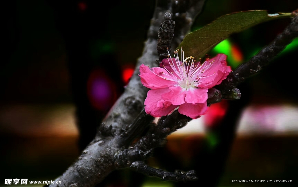 鮮花綠草