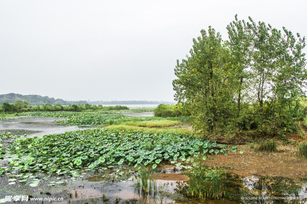 莲花池