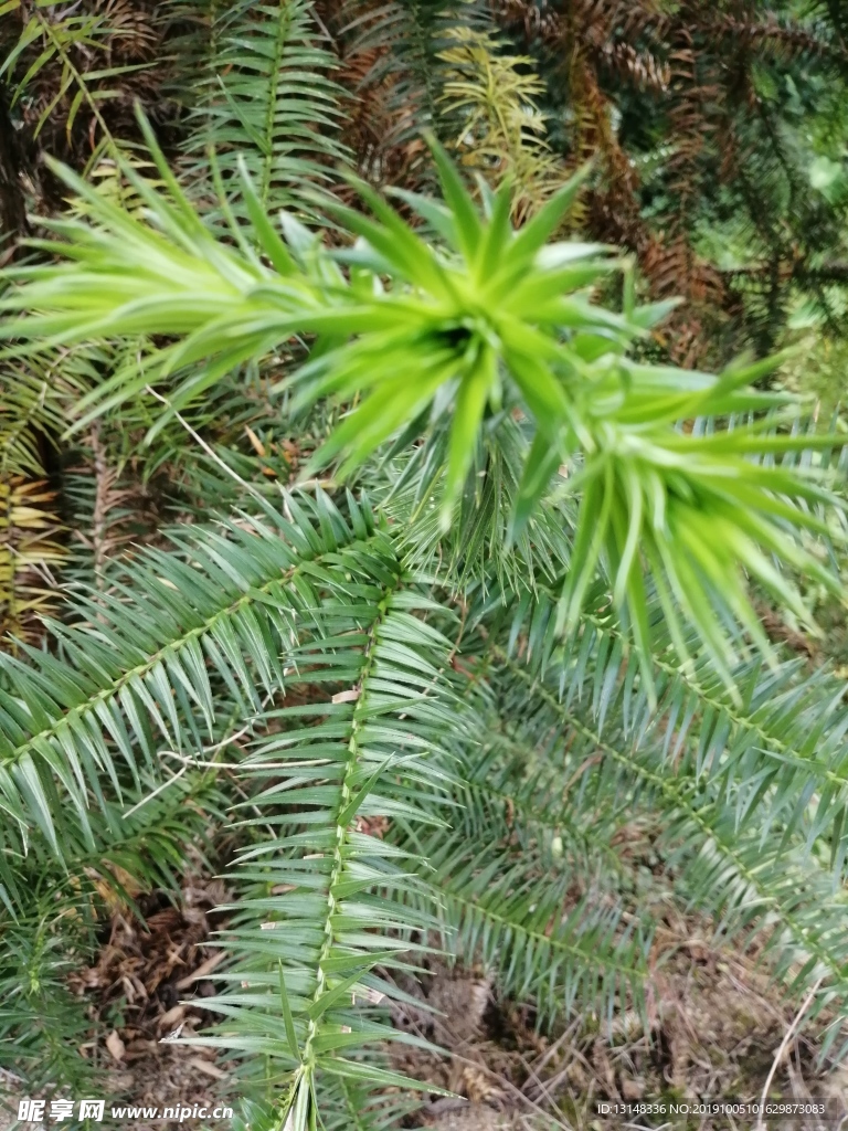 沙樹