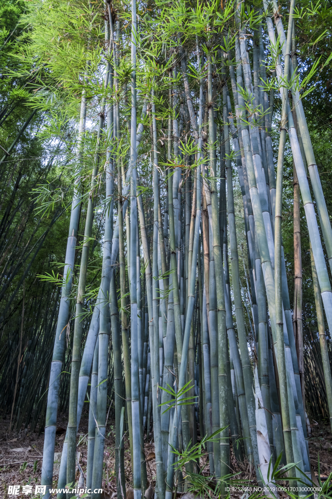 白粉單竹
