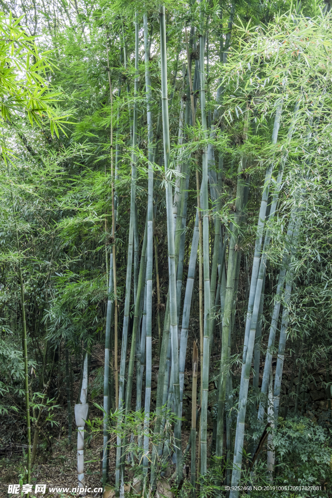 粉竹