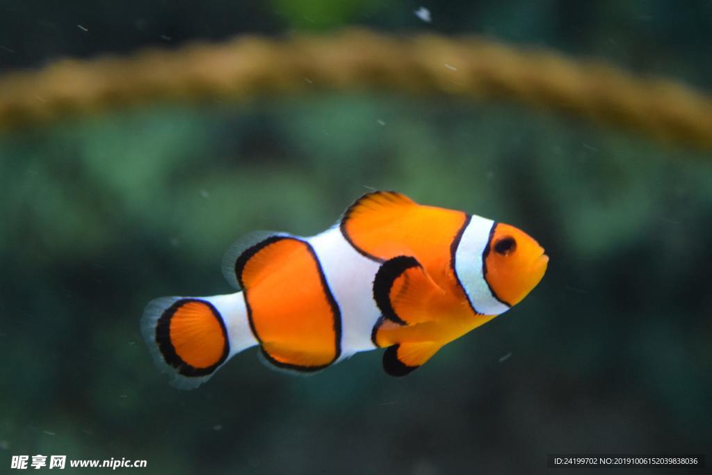 魚