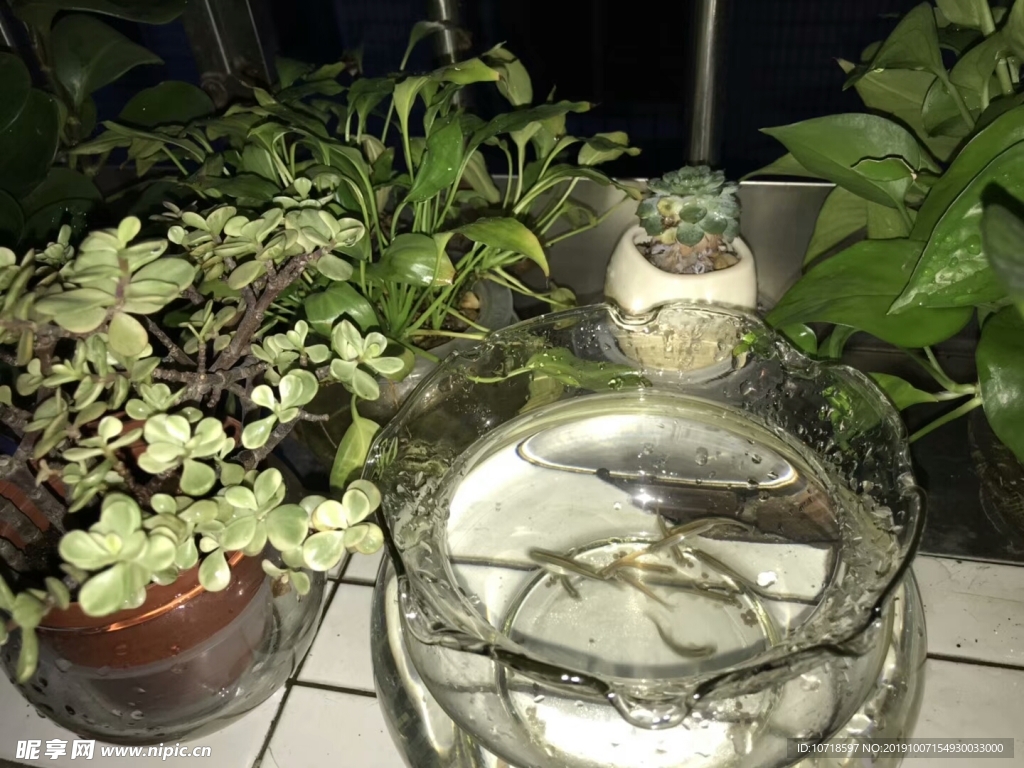 鮮花綠草