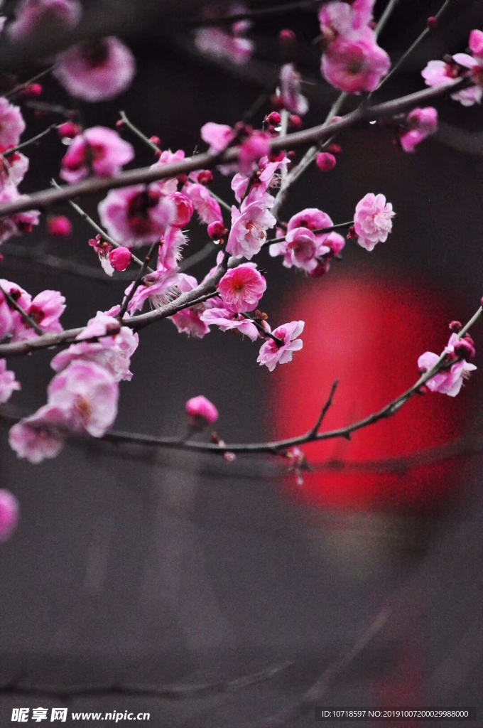 鮮花綠草