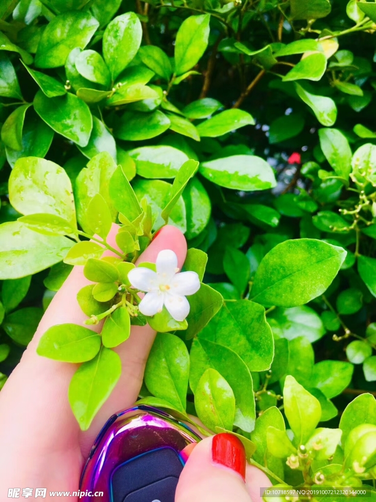 鮮花綠草