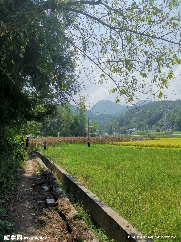 水稻 稻谷