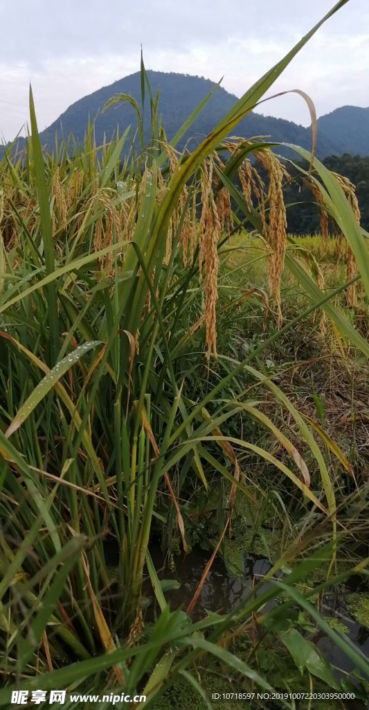 水稻 稻谷