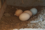 土鸡蛋在鸡窝