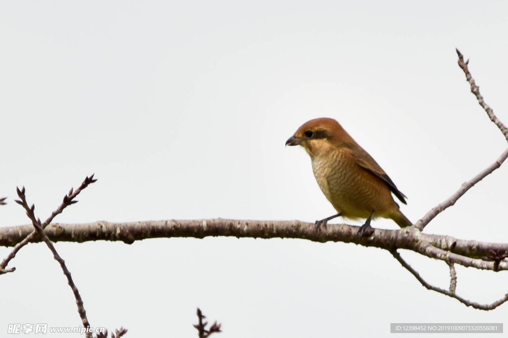 紅尾伯勞鳥
