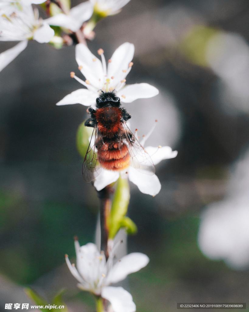 蜜蜂