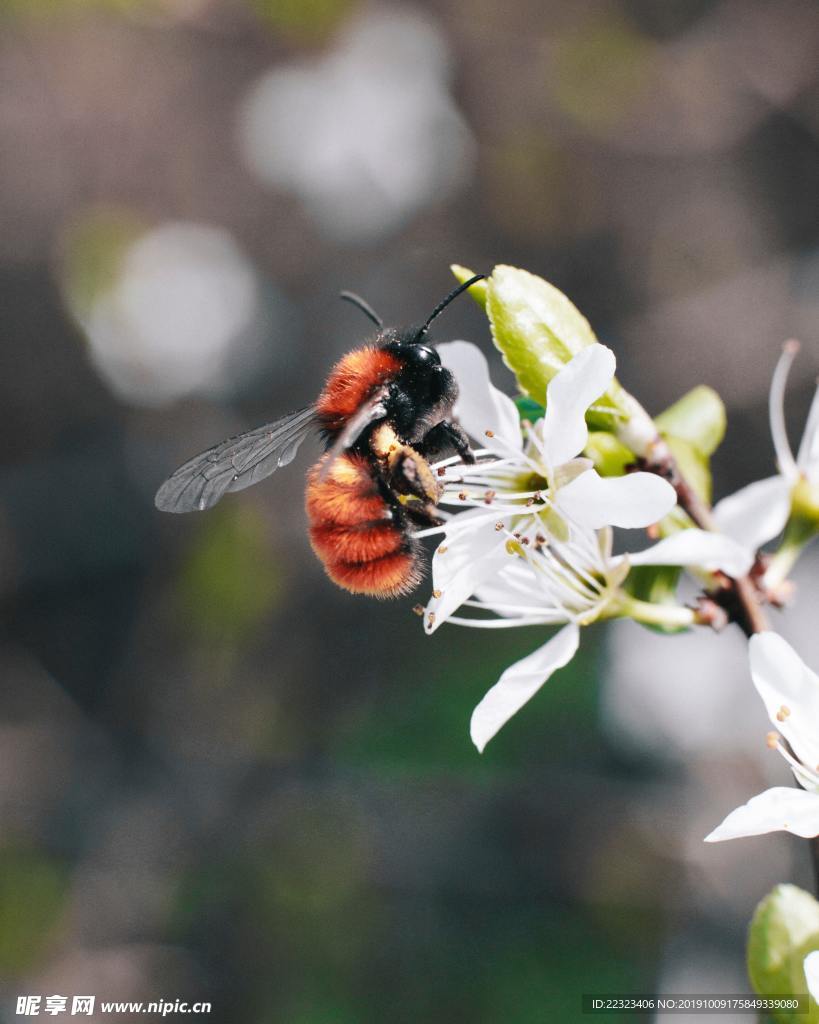 蜜蜂