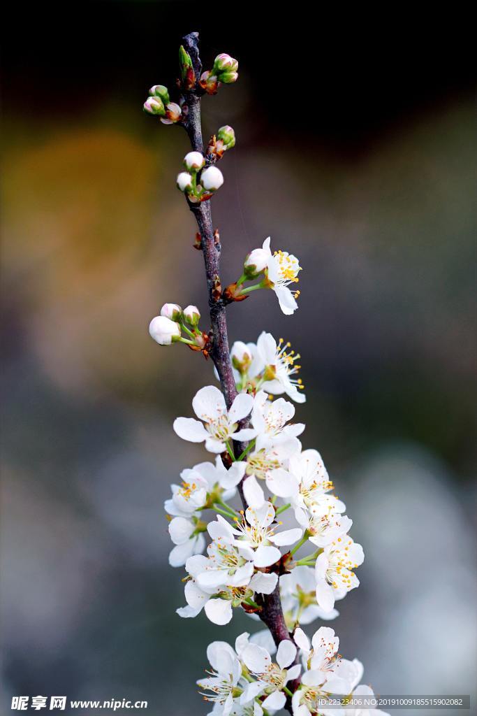 李子花開