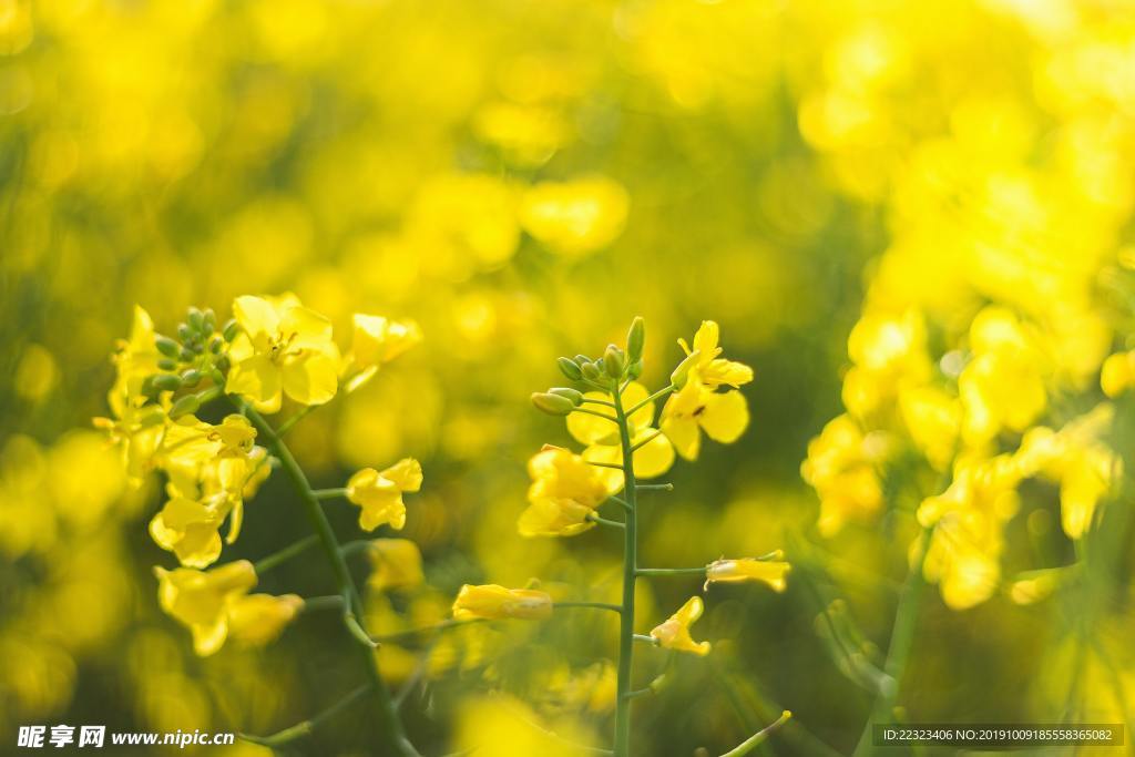 油菜花