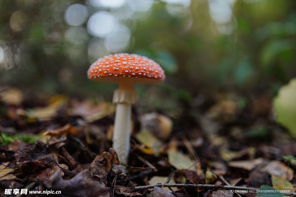野外漂亮的蘑菇