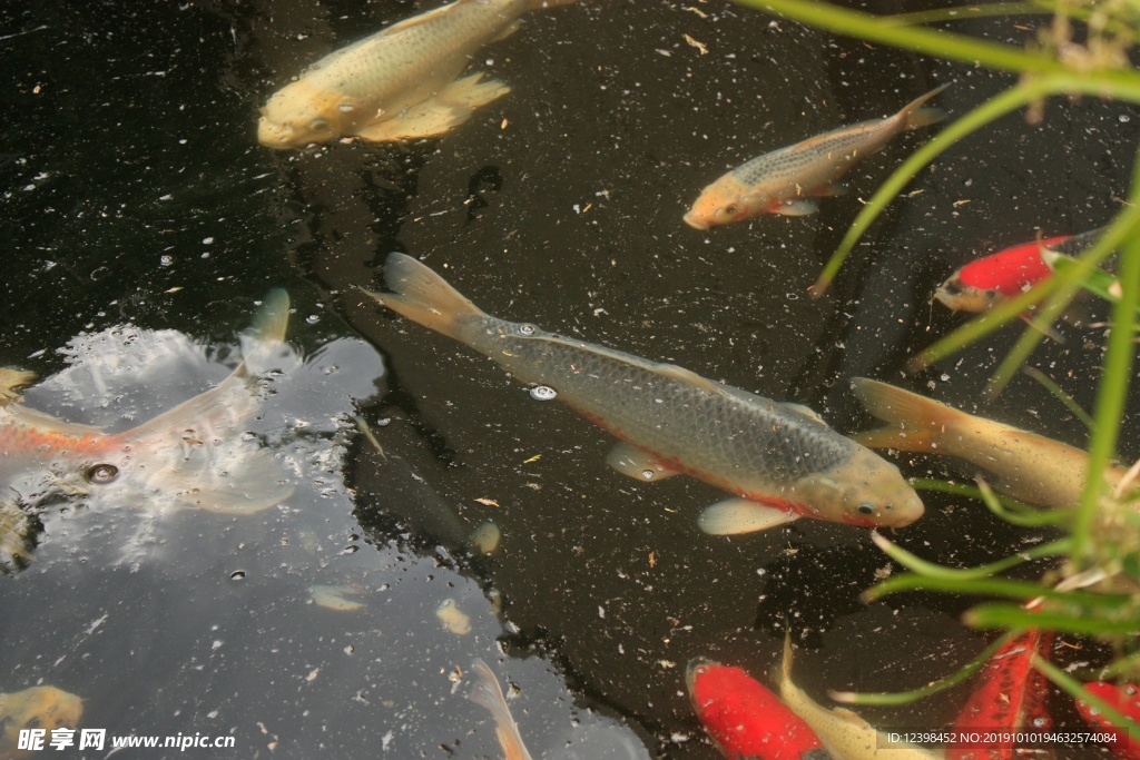 水中的魚