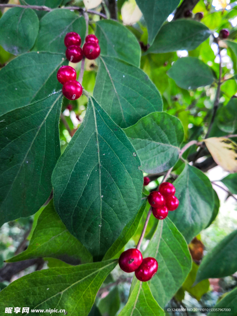 紅色果實(shí)