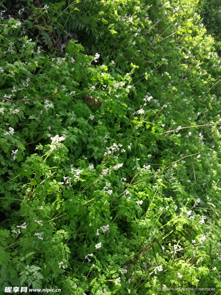 綠色小花