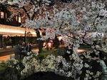 日本樱花夜景