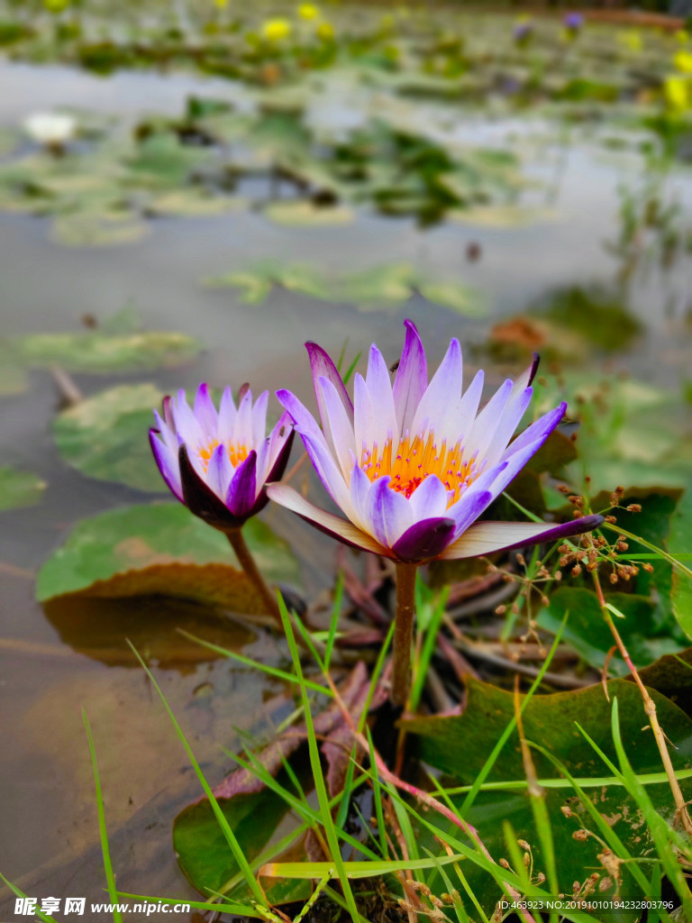 香水蓮花