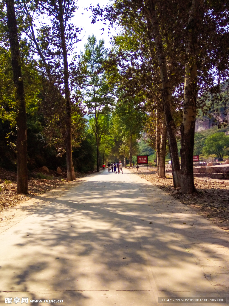 景區(qū)林蔭道