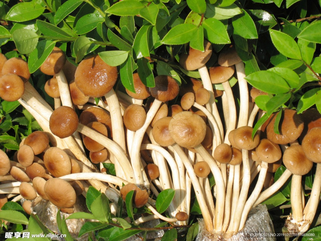茶樹菇