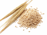 小麦麦穗