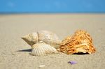 沙滩海螺摄影图片