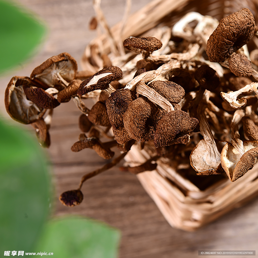 茶樹菇