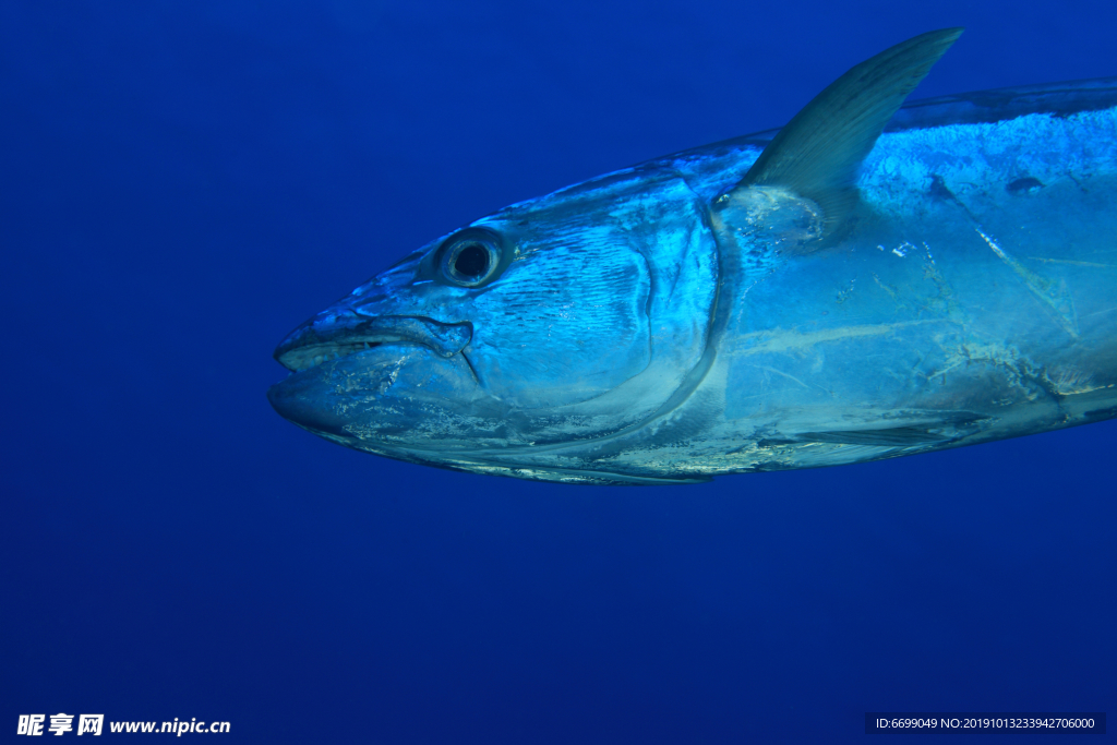 海鮮魚類