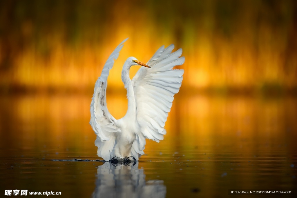 白鳥野生動物鳥類背景