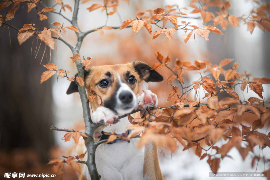 狗 犬 宠物