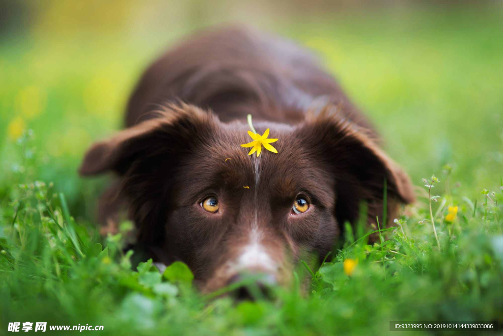 狗 犬 寵物 動物 小狗 可愛