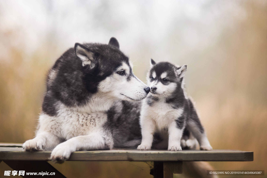 狗 犬 寵物 動物 小狗 可愛
